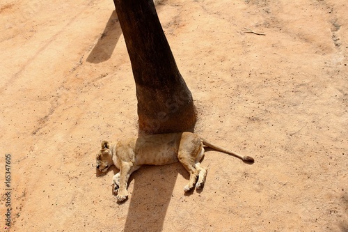 Un lionceau