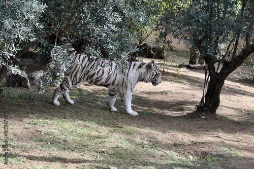 Un tigre blanc