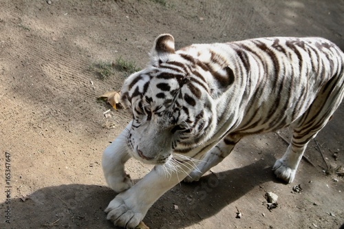 Un tigre blanc