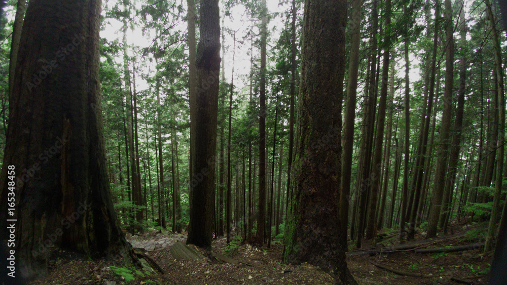 Obraz premium Freshness I can feel...Deep forest.... Our breathing ground...cherish them!!!