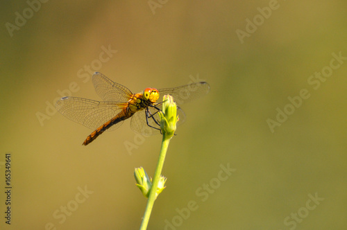 Beautiful dragonfly on plant stem by the river. Close-up photo of a Dragonfly © Ivan