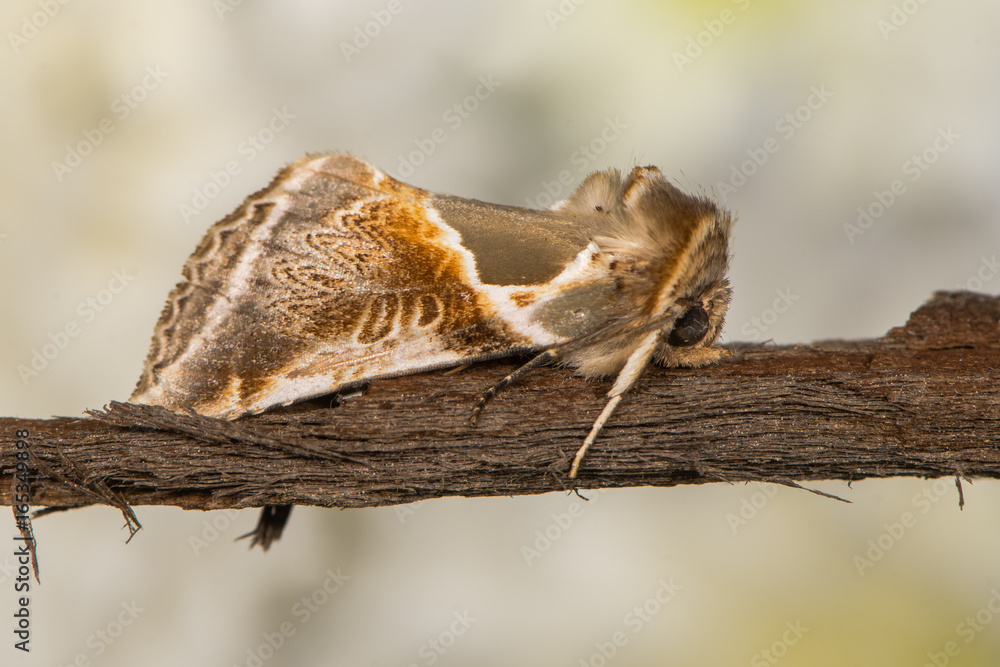 Buff arches moth (Habrosyne pyritoides) at rest in profile. British moth in the family Drepanidae attracted to light in Bath, Somerset, UK Buff arches moth (Habrosyne pyritoides) at rest in profile. British moth in the family Drepanidae attracted to light in Bath, Somerset, UK