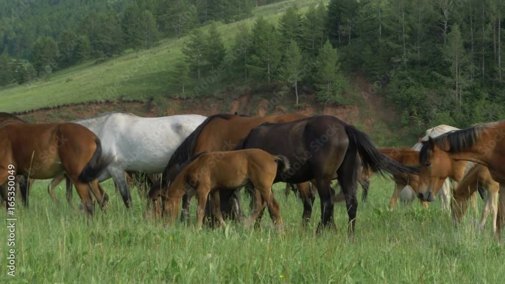 Domestic horses graze in a meadow. Domestic horses graze in a meadow.