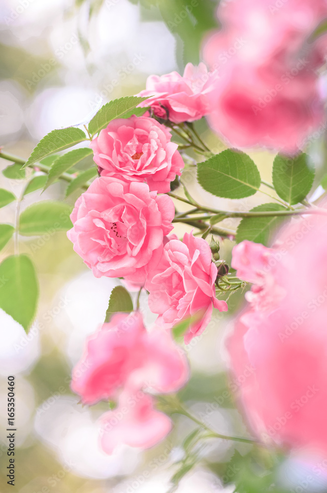 rose bush flowers rose bush flowers