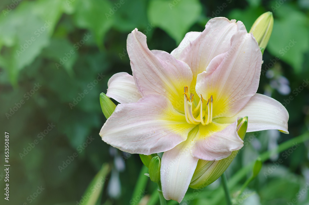 Pink blooming daylilies in drops of rain. Pink blooming daylilies in drops of rain.