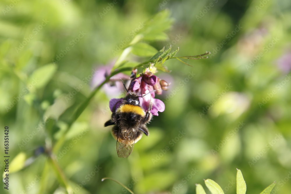 Biene auf Zaunwicke, Wicke auf Wiese Biene auf Zaunwicke, Wicke auf Wiese
