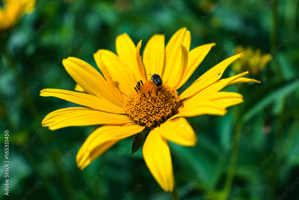 Blooming yellow flower on the field in the village. The flower is pollinated by a bee Blooming yellow flower on the field in the village. The flower is pollinated by a bee