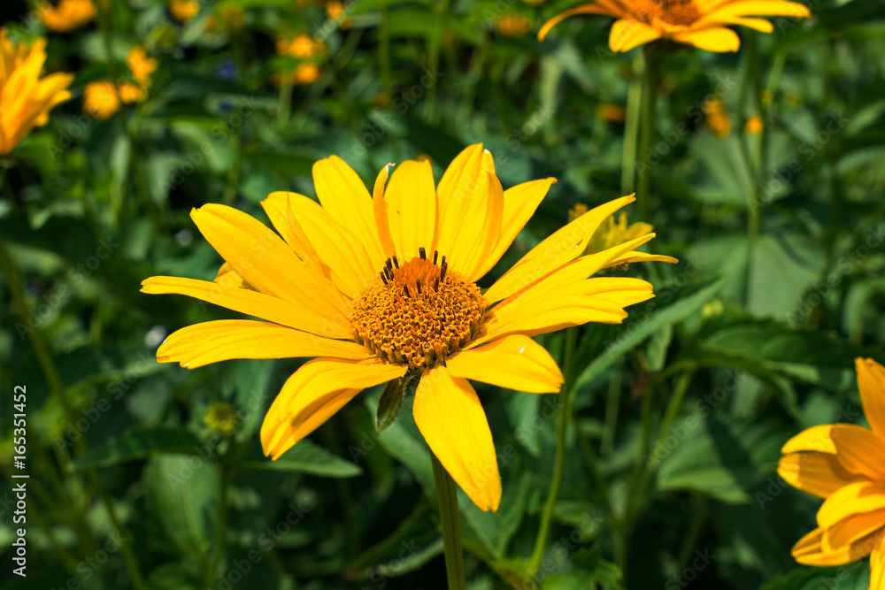 Blooming yellow flower on the field in the village - warm style Blooming yellow flower on the field in the village - warm style