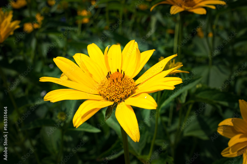 Blooming yellow flower on the field in the village Blooming yellow flower on the field in the village