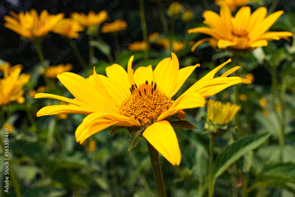 Blooming yellow flower on the field in the village - warm style Blooming yellow flower on the field in the village - warm style