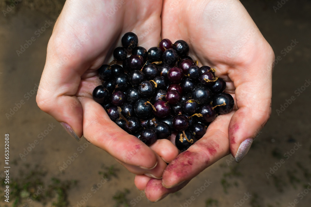 Freshly picked wild berry in the holding hands of a village girl Freshly picked wild berry in the holding hands of a village girl