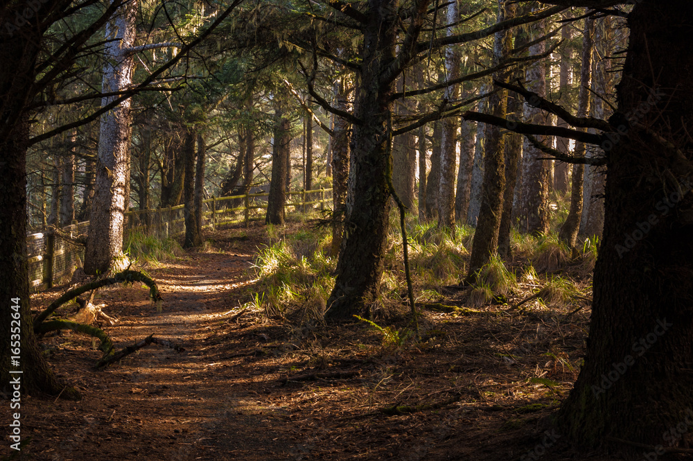 Obraz premium Sunlit forest path