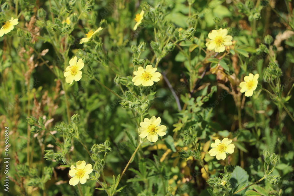 Yellow flowered bush Yellow flowered bush