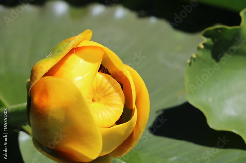 Lilypad with leaf