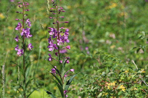 Fireweed