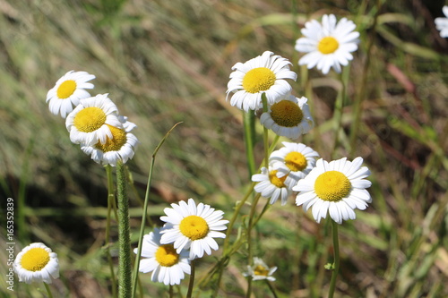 Wild daisy