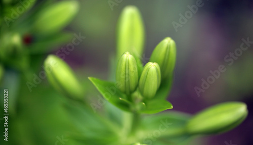 zielone pąki lilii photo