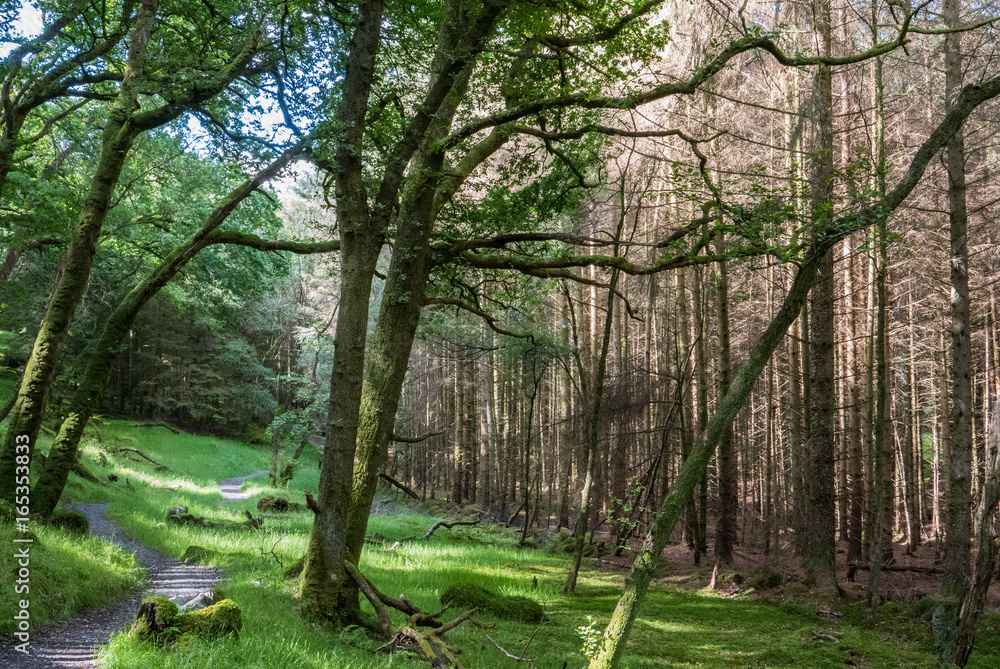 Naklejka premium Constrates de forêt