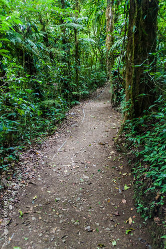 Hiking trail in cloud forest of Reserva Biologica Bosque Nuboso Monteverde, Costa Rica