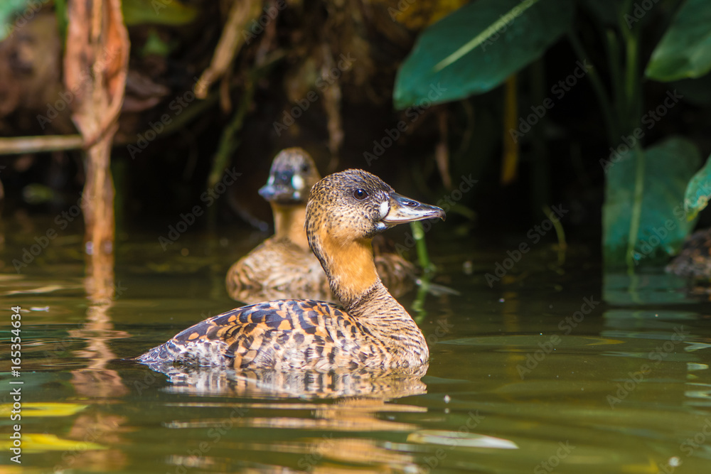 Pair of African white-backed ducks (Thalassornis leuconotus). Nominate subspecies of bird in the family Anatidae swimming on pond Pair of African white-backed ducks (Thalassornis leuconotus). Nominate subspecies of bird in the family Anatidae swimming on pond