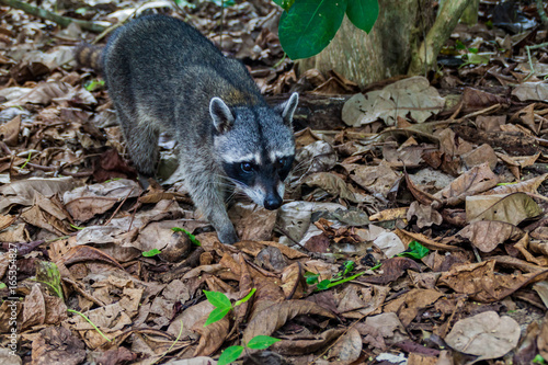 Crab-eating raccoon (Procyon cancrivorus) in National Park Manuel Antonio, Costa Rica