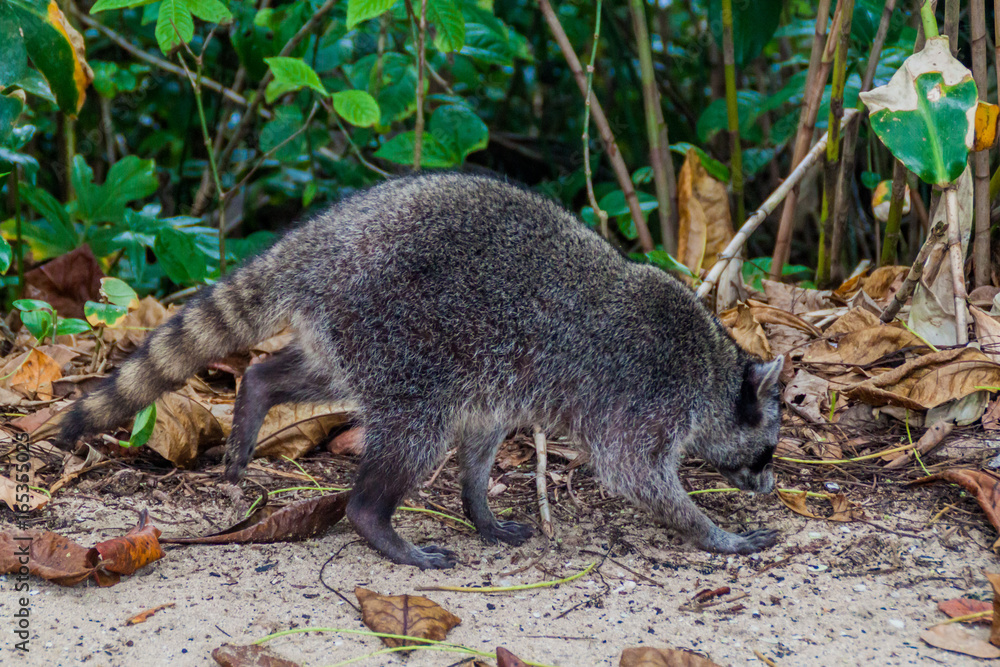 Crab-eating raccoon (Procyon cancrivorus) in Cahuita National Park, Costa Rica Crab-eating raccoon (Procyon cancrivorus) in Cahuita National Park, Costa Rica