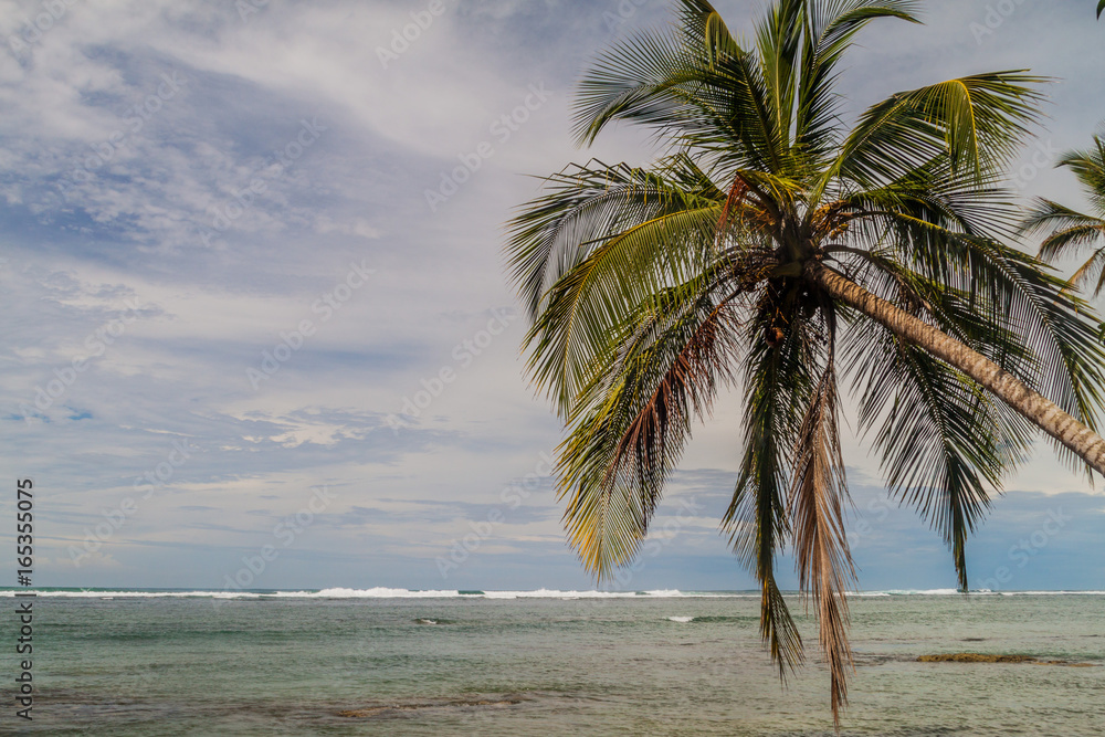 Fototapeta premium Palm and the sea in Cahuita National Park, Costa Rica