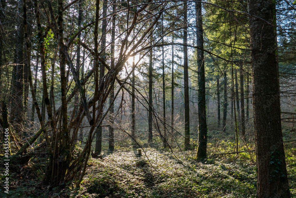 Soleil traversant une forêt