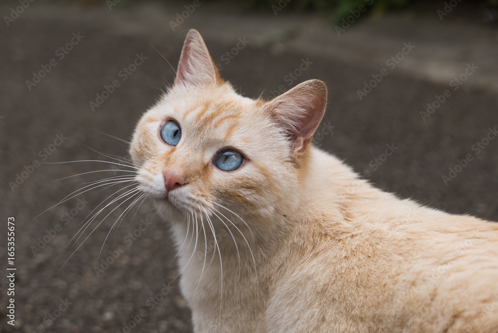 Fototapeta premium Chat qui louche