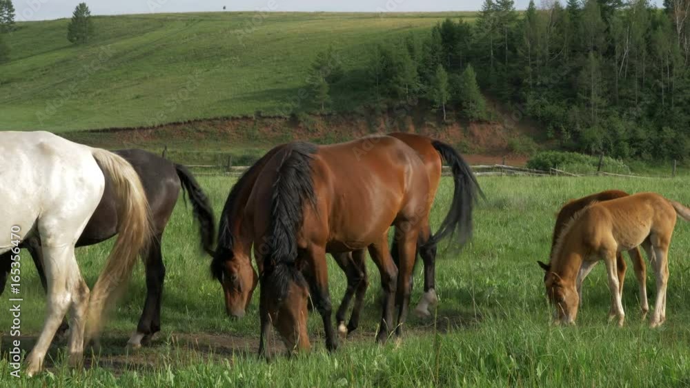 Domestic horses graze in a meadow. Domestic horses graze in a meadow.