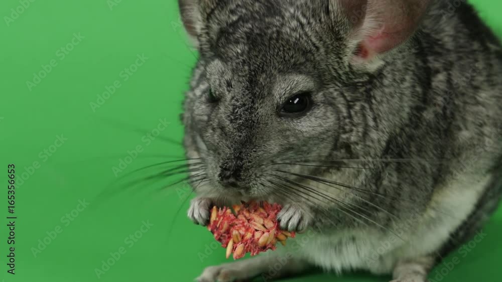 Chinchilla eats food for rodents from seeds. Green screen, closeup