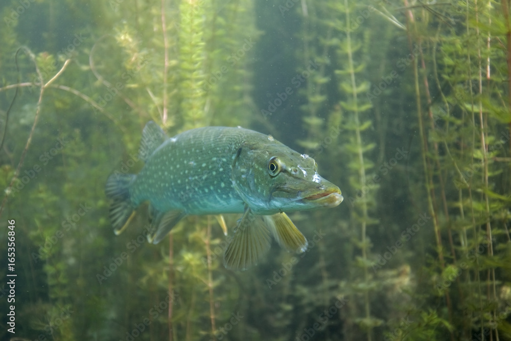 northern pike, esox lucius, czech dive northern pike, esox lucius, czech dive