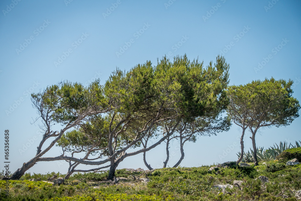 Vegetation auf Mallorca