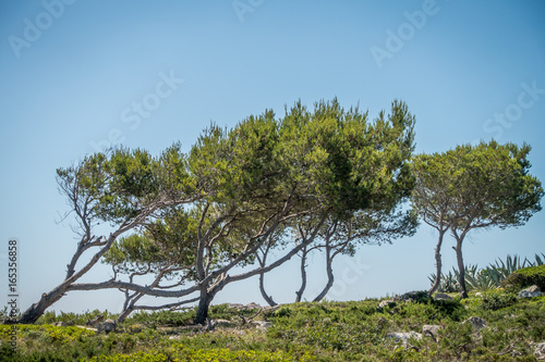 Vegetation auf Mallorca © focus finder