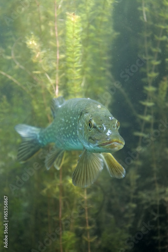 northern pike, esox lucius, czech dive