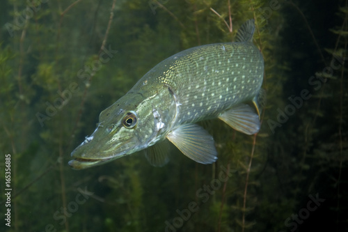 northern pike, esox lucius, czech dive