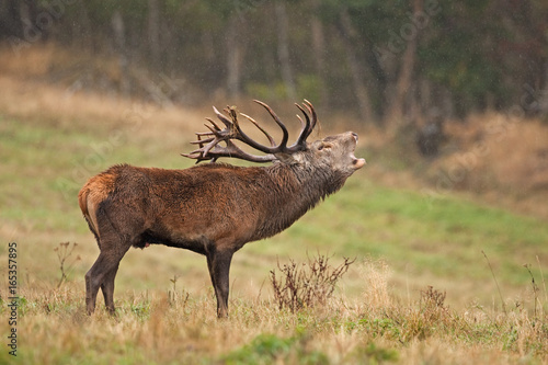 red deer  cervus elaphus  Czech republic