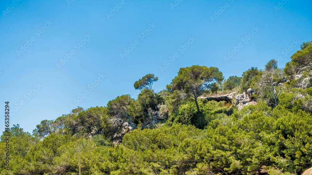 Wald auf Mallorca
