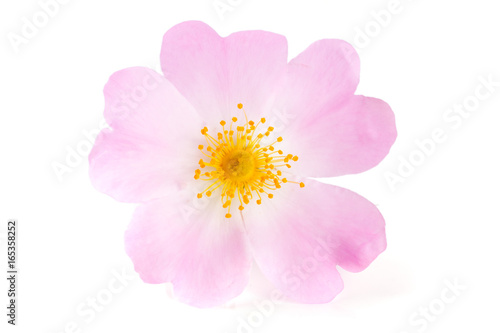 Rosehip flower isolated on white background