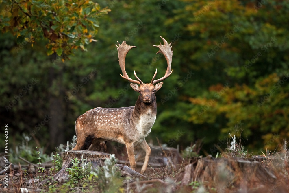 Naklejka premium fallow deer, dama dama, Czech republic