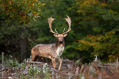 fallow deer, dama dama, Czech republic photo