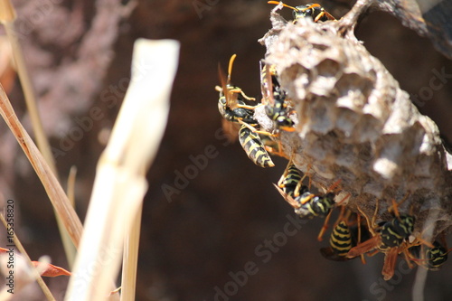 wasp nest or hornet nest, looks like a yellowjacket photo