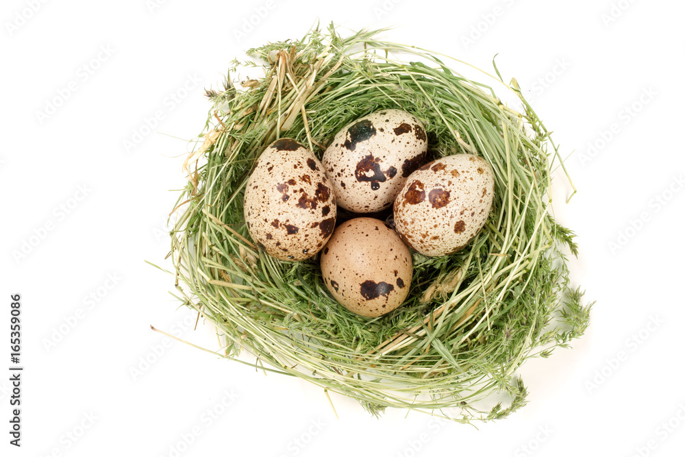 four quail eggs in a nest isolated on white background. Top view