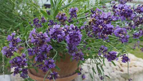 blooming lavender in pottery flowerpot with bee filing down
