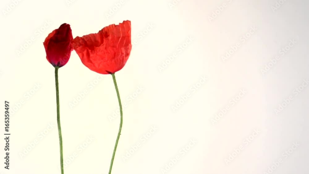 Poppy. Red poppies blooming in time-lapse on a white background. Two red poppies beautifully blossom by turns. High speed camera shot. Full HD 1080p. Timelapse Poppy. Red poppies blooming in time-lapse on a white background. Two red poppies beautifully blossom by turns. High speed camera shot. Full HD 1080p. Timelapse