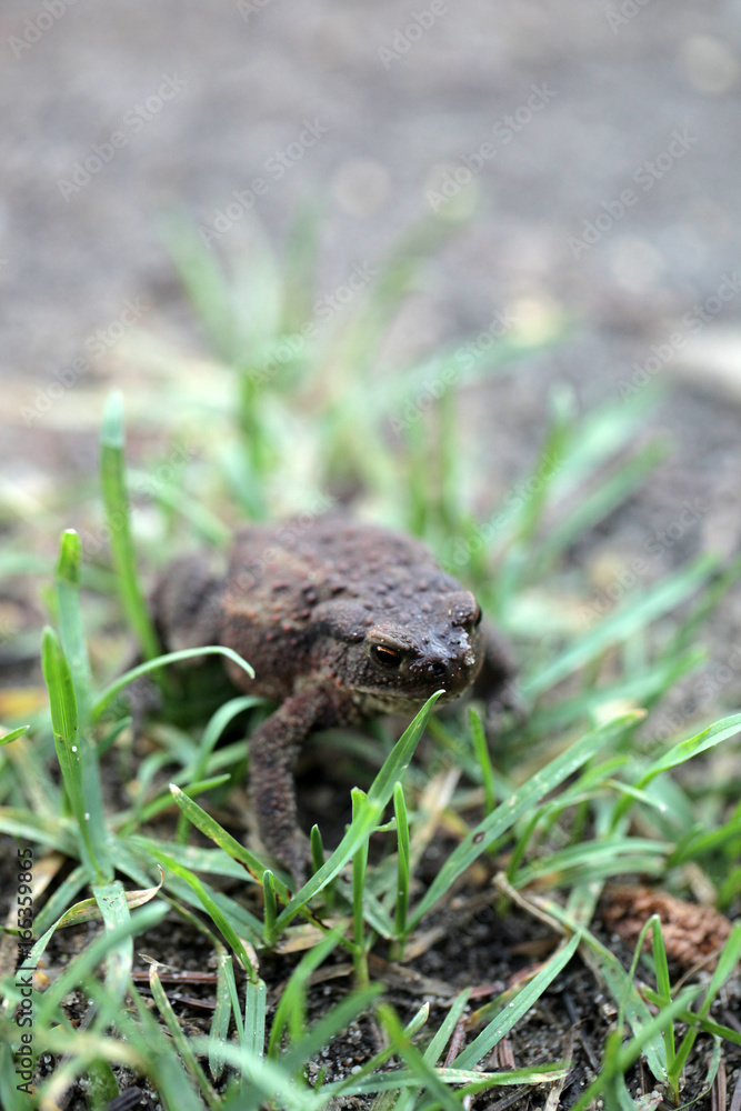 Fototapeta premium big dark toad on the grass