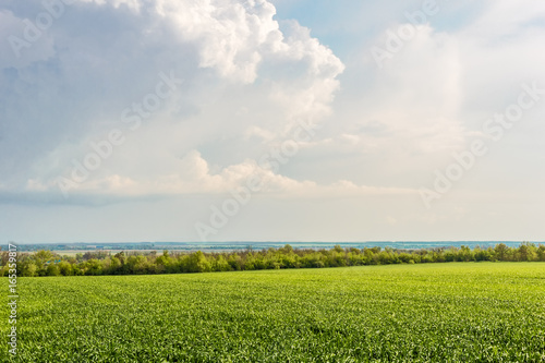 Green wheat field on the background of cloudy sky