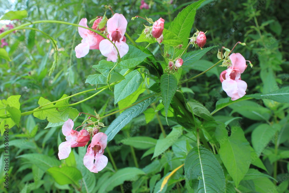 Wildblume Lila im Sommer