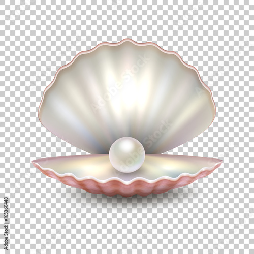 Realistic vector beautiful natural open sea pearl shell closeup isolated on transparent background. Design template, clipart, icon or mockup in EPS10.
