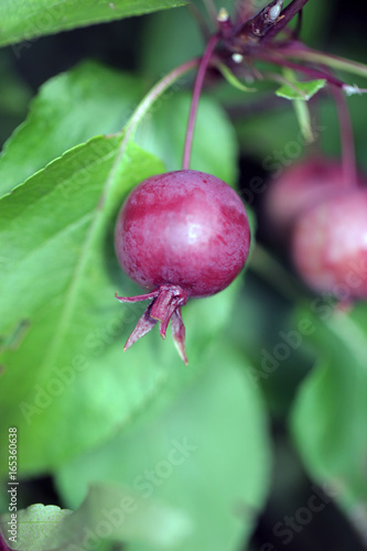 żywopłot detal - czerwone dzikie jabłuszko